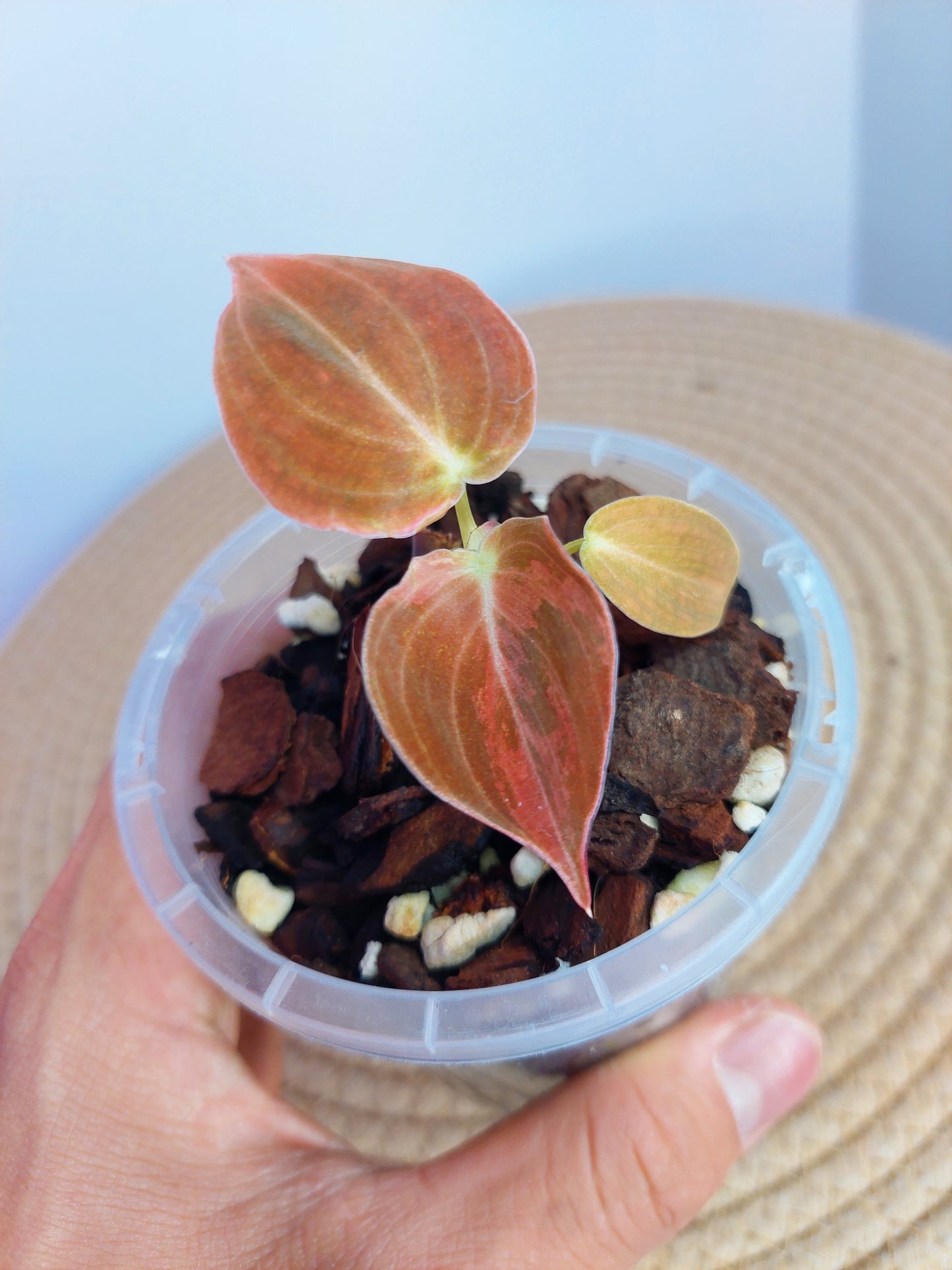 Philodendron Melanochrysum Variegated -1