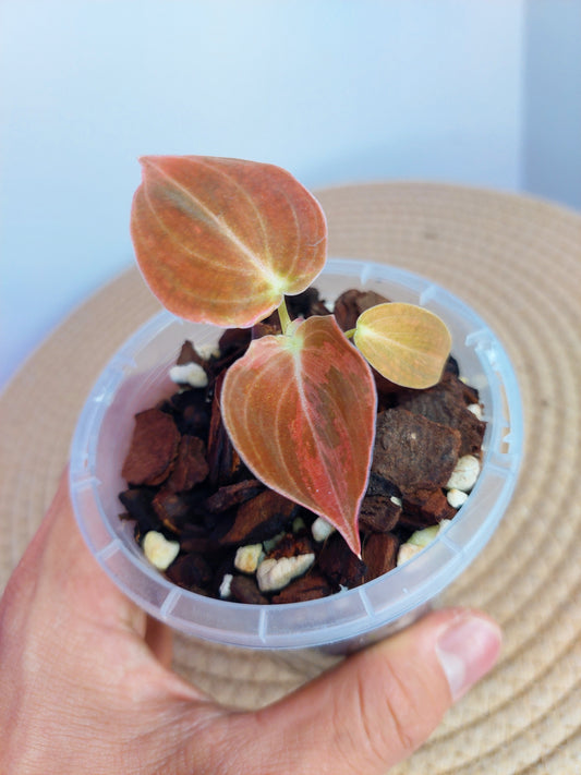 Philodendron Melanochrysum Variegated -1