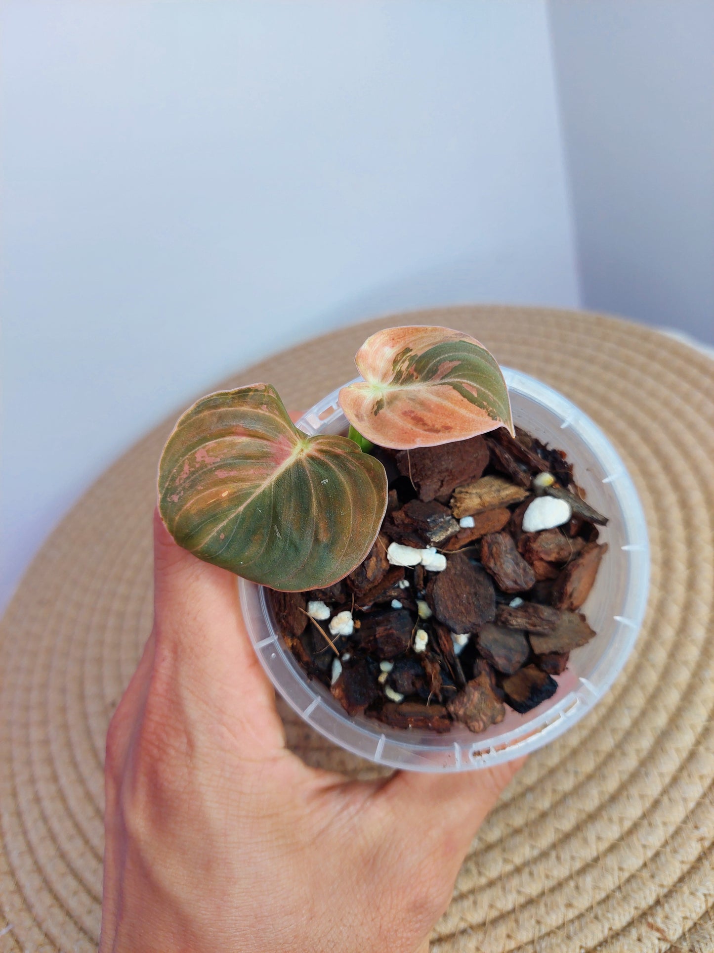 Philodendron Melanochrysum Variegated -2