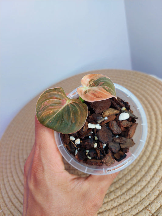 Philodendron Melanochrysum Variegated -2