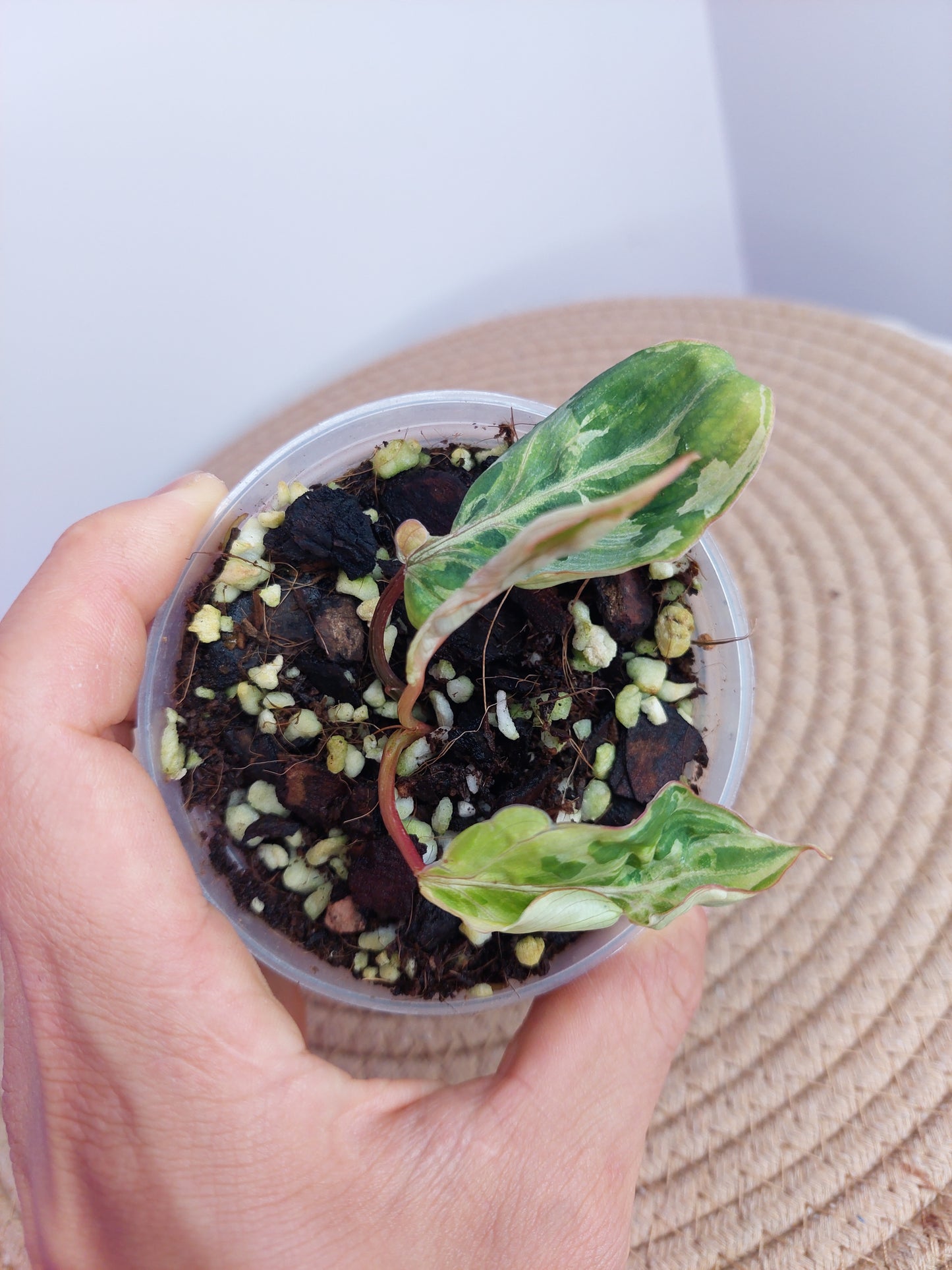 Philodendron Gloriosum Snow Leopard Variegated -1