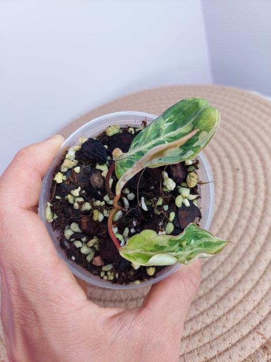 Philodendron Gloriosum Snow Leopard Variegated -1