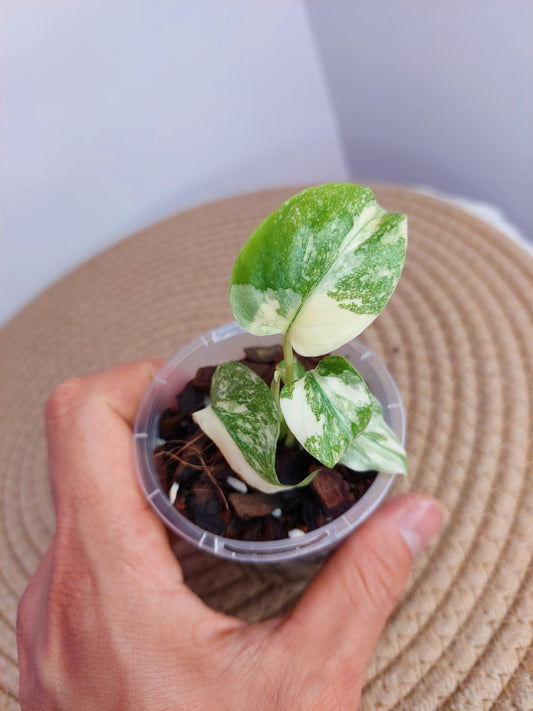 Monstera Cream Cheese -1