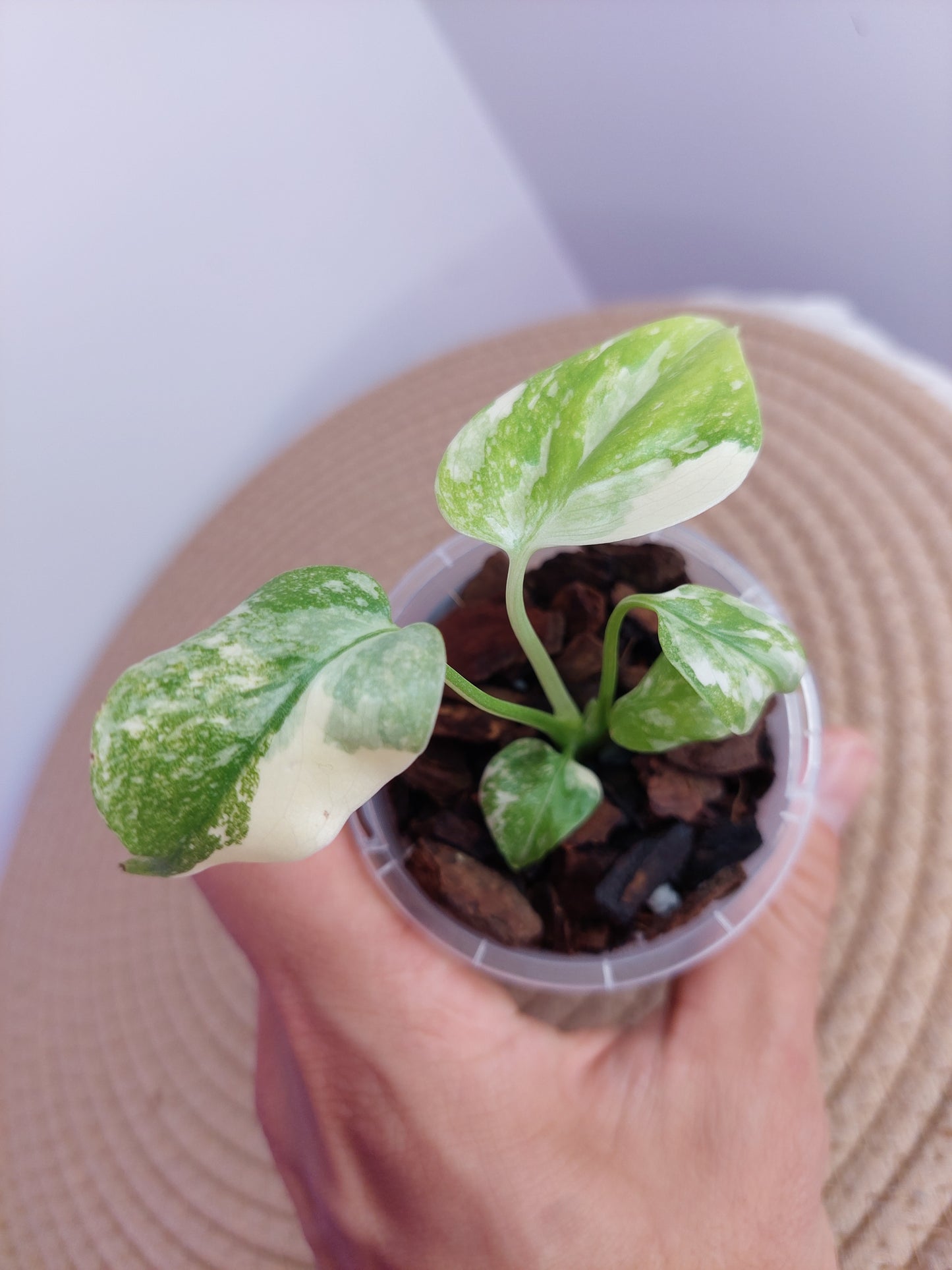 Monstera Cream Cheese -2