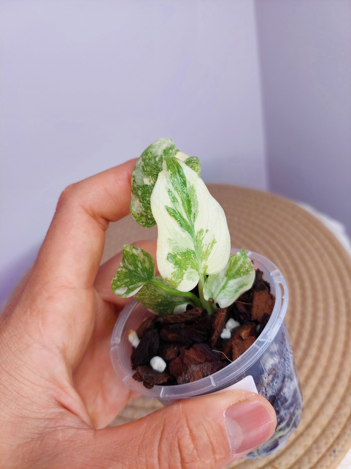 Monstera Cream Cheese -3
