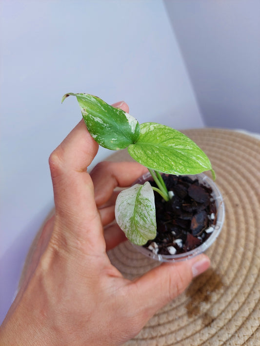 Monstera White Monster -1