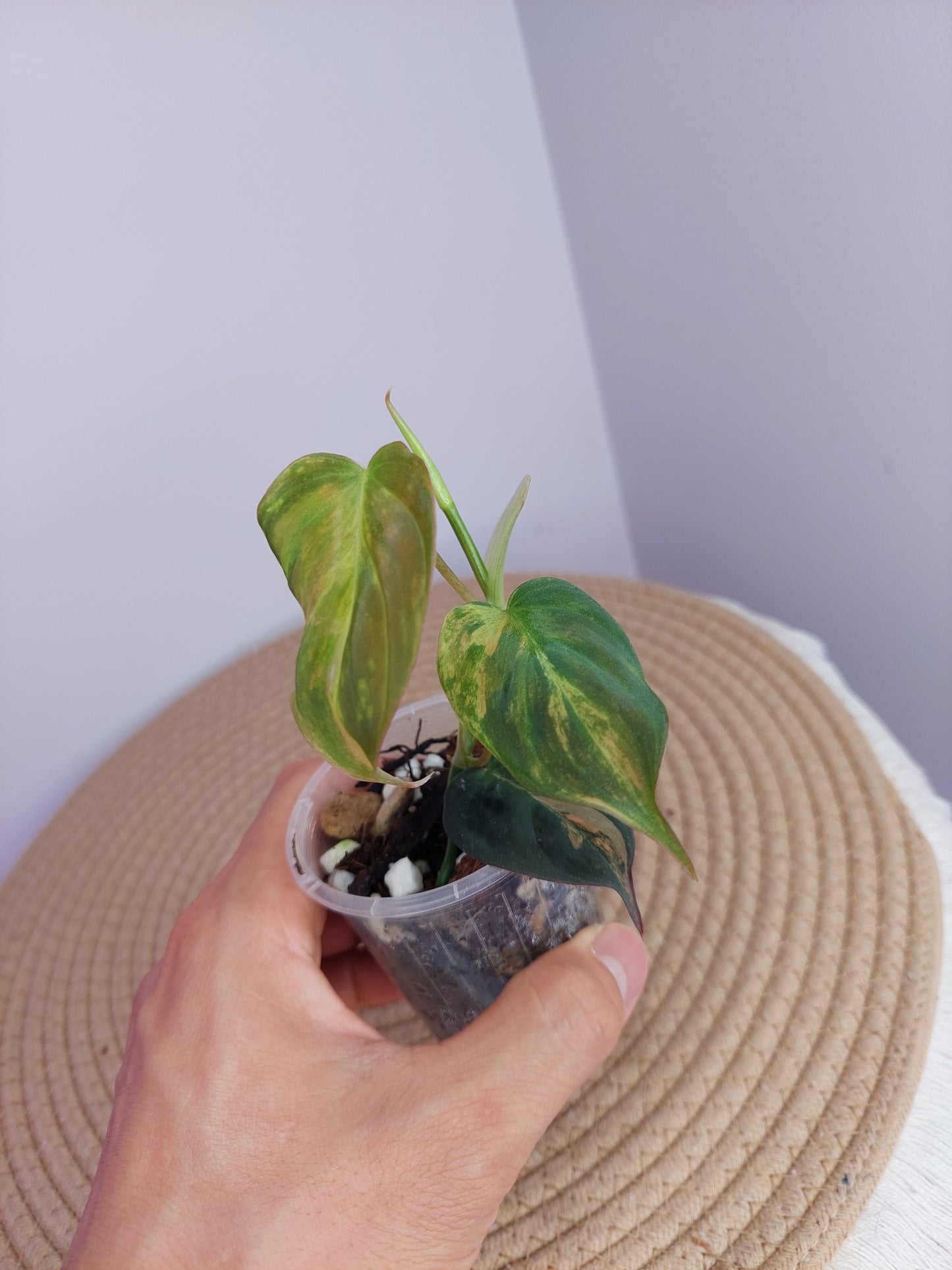 Philodendron Mican Variegated -1