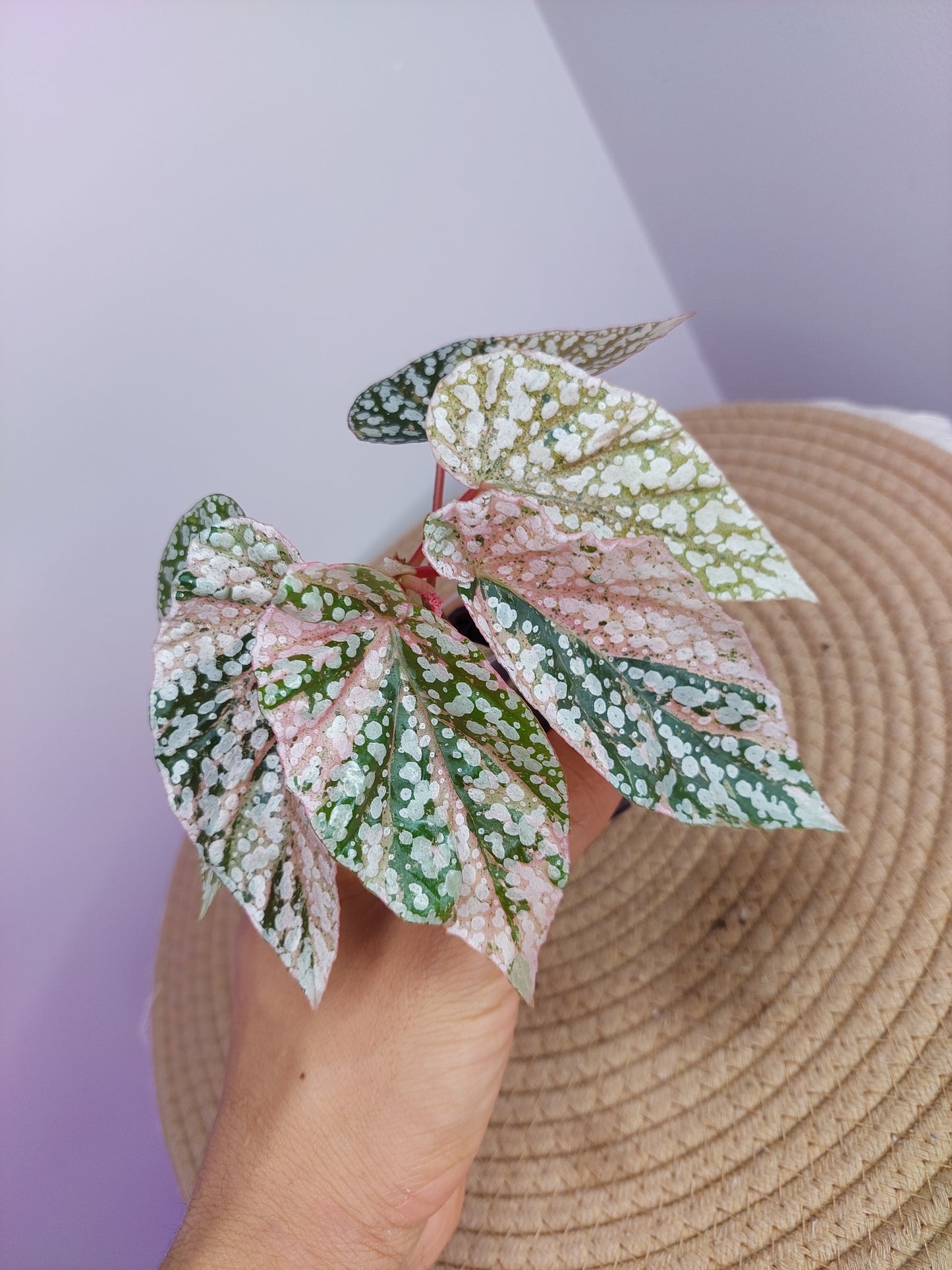 Begonia Snow Capped Variegated -1