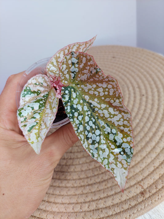 Begonia Snow Capped Variegated -3
