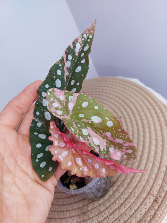 Begonia Maculata Pink Variegated -3