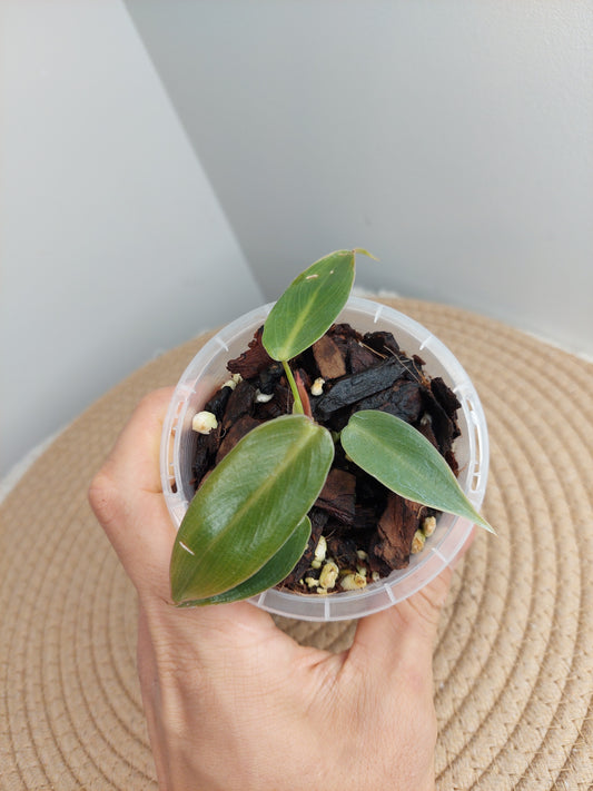 Philodendron Spiritus Sancti #1