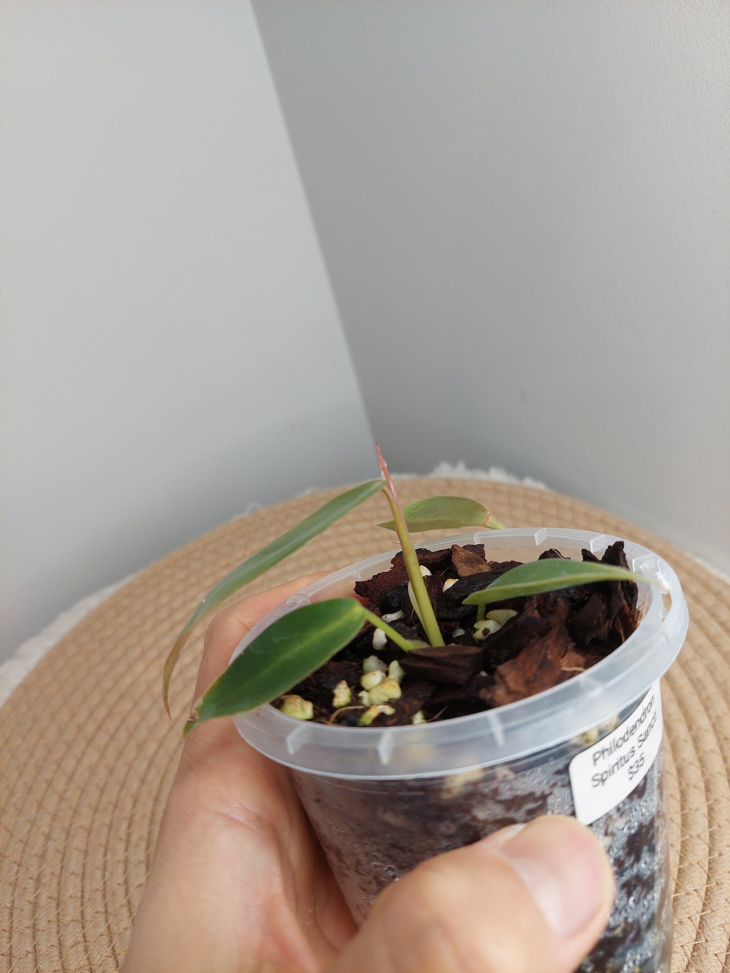 Philodendron Spiritus Sancti #1