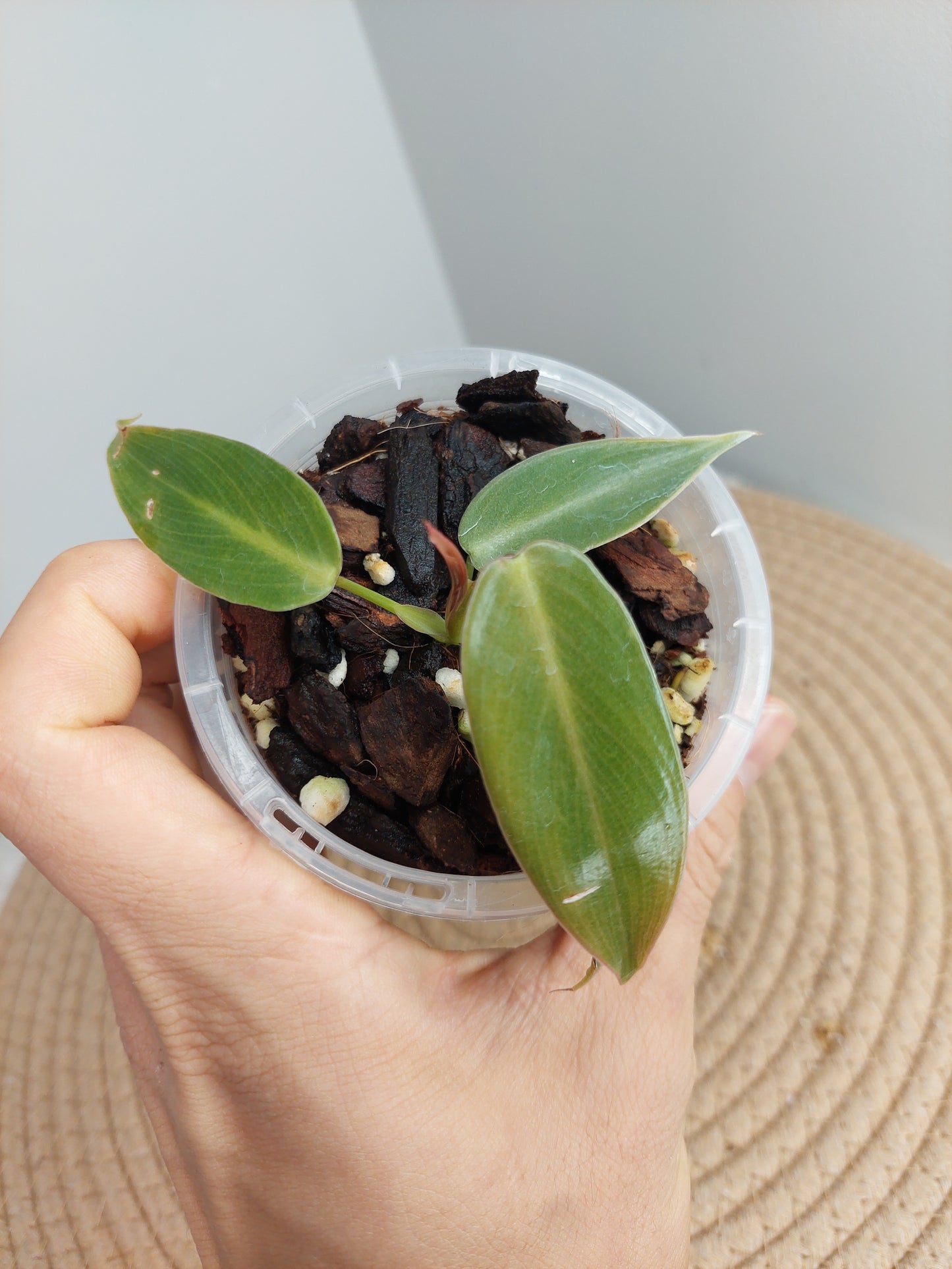 Philodendron Spiritus Sancti #1