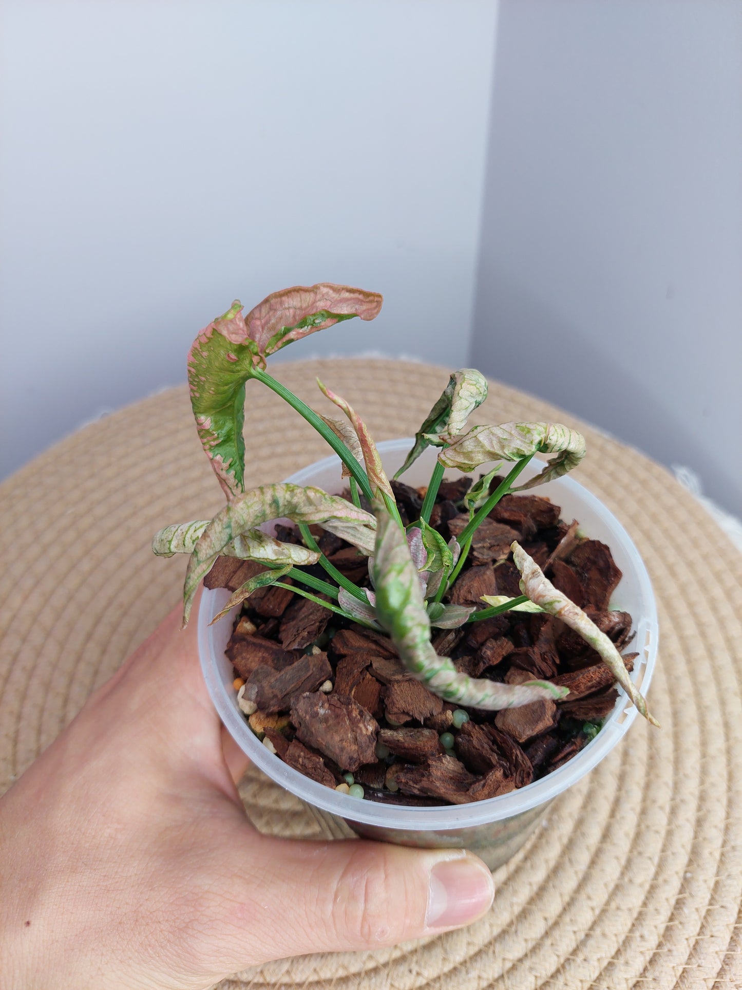 Syngonium Pink Rolli #1