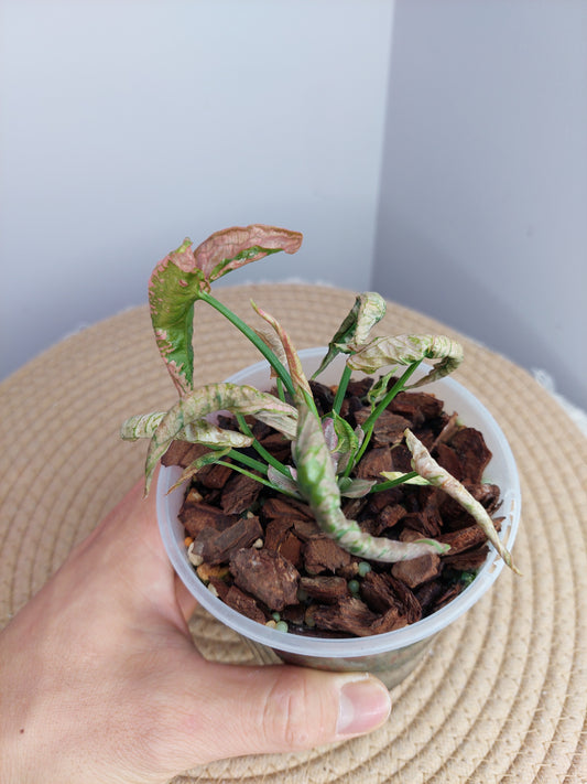 Syngonium Pink Rolli #1