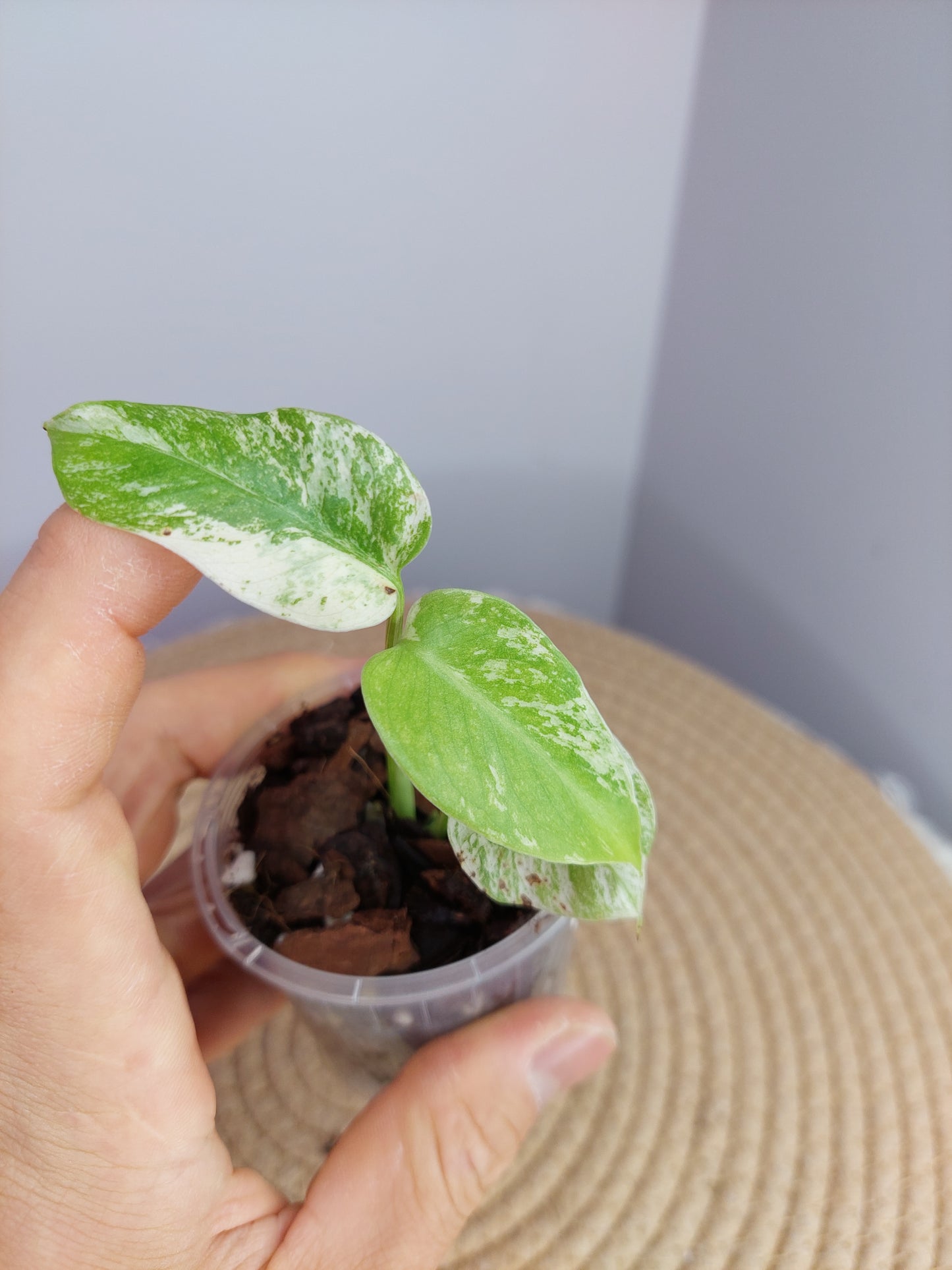 Monstera White Monster #1
