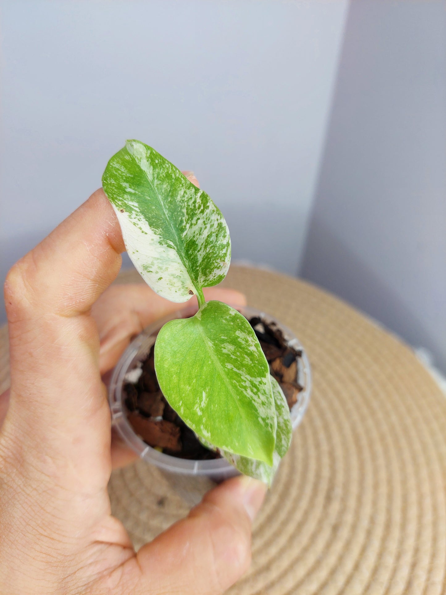 Monstera White Monster #1