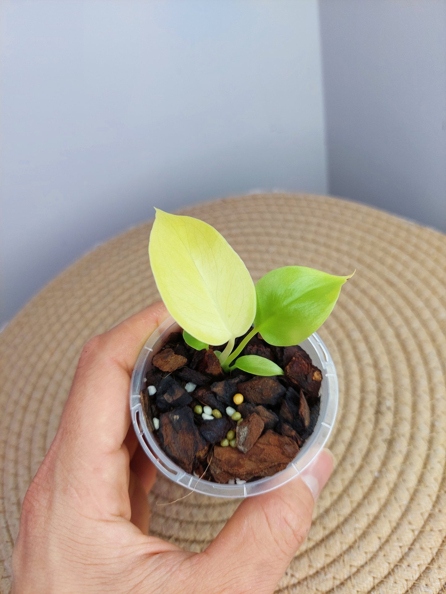 Monstera Lemon Lime #1