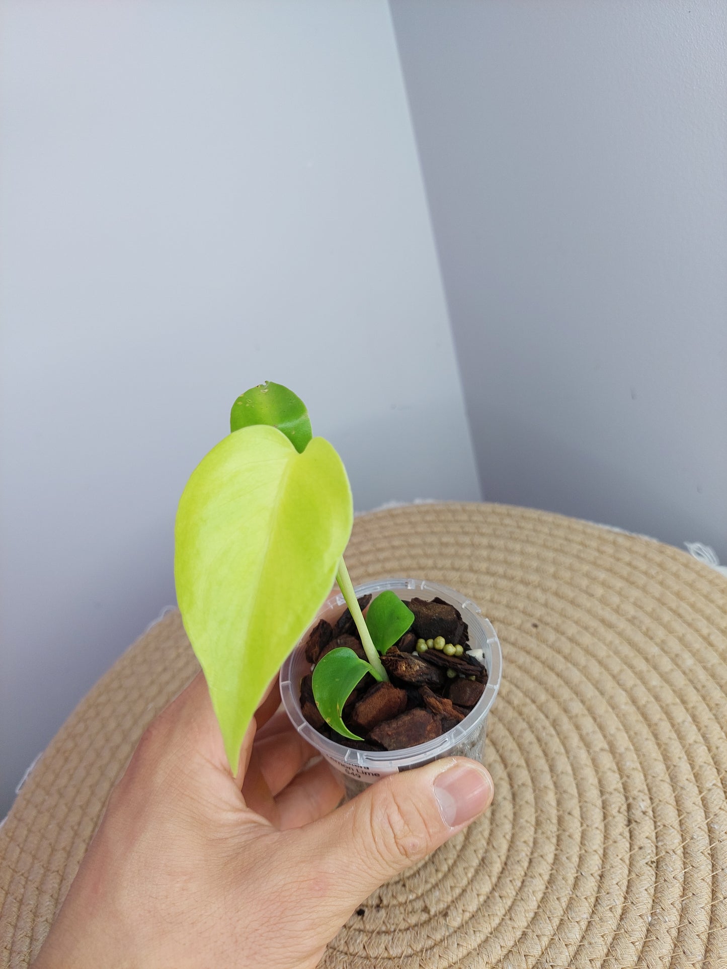Monstera Lemon Lime #2