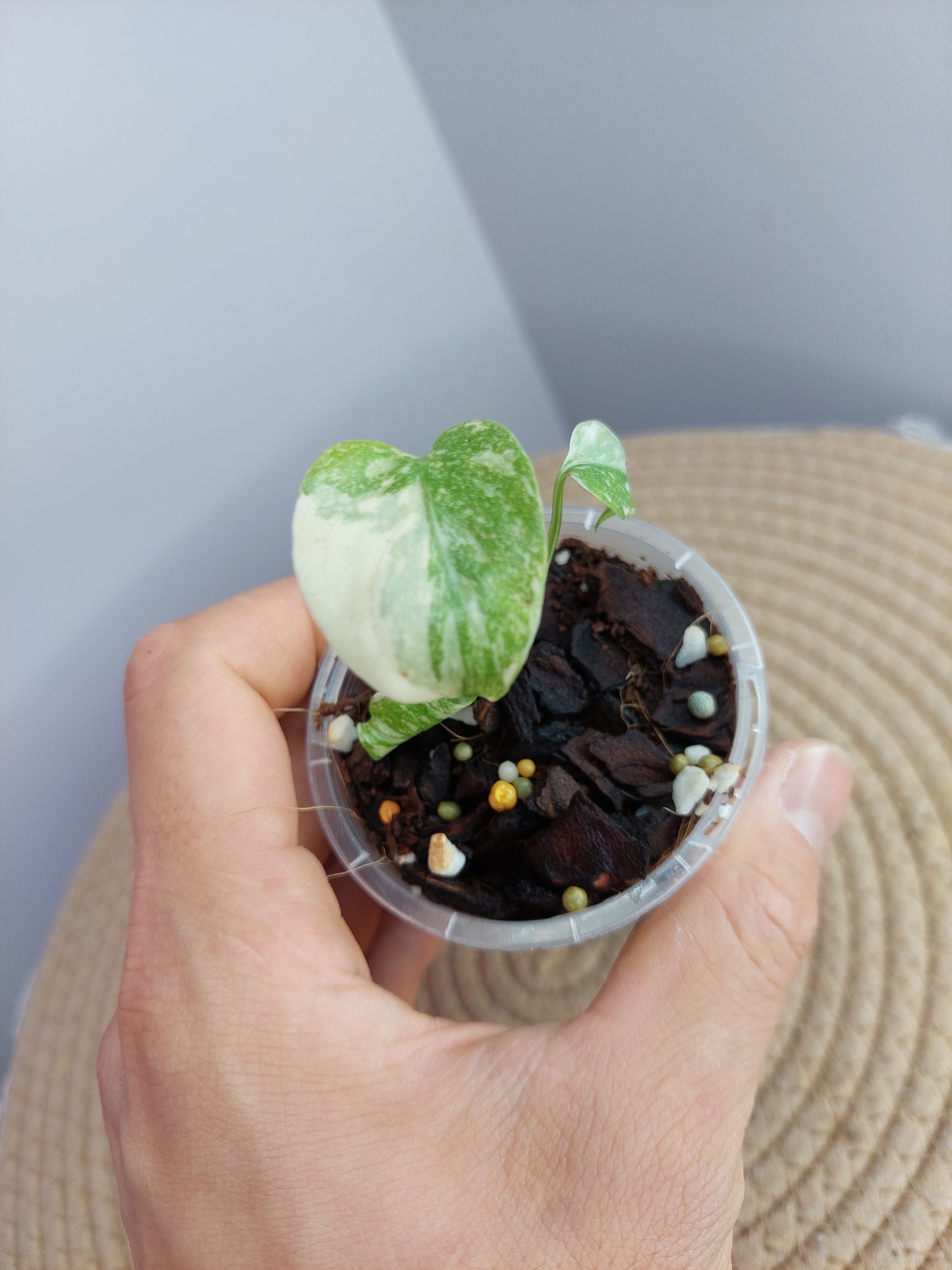 Monstera Cream Cheese #1