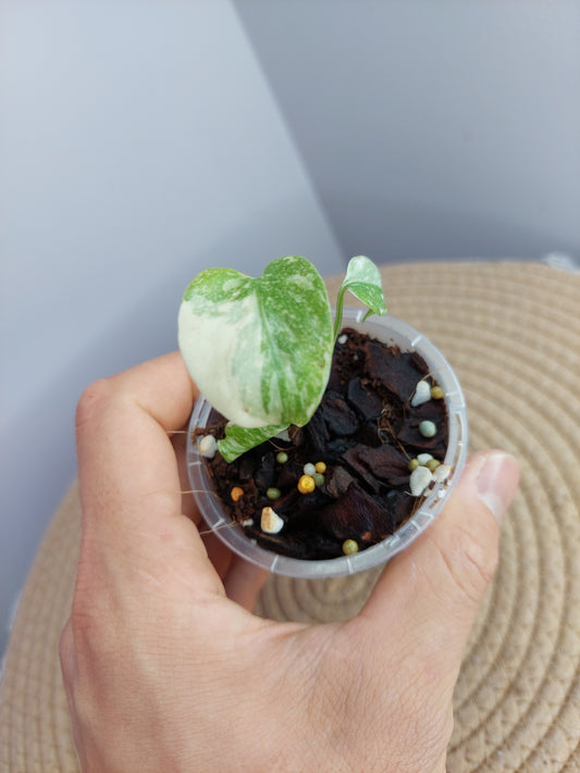 Monstera Cream Cheese #1