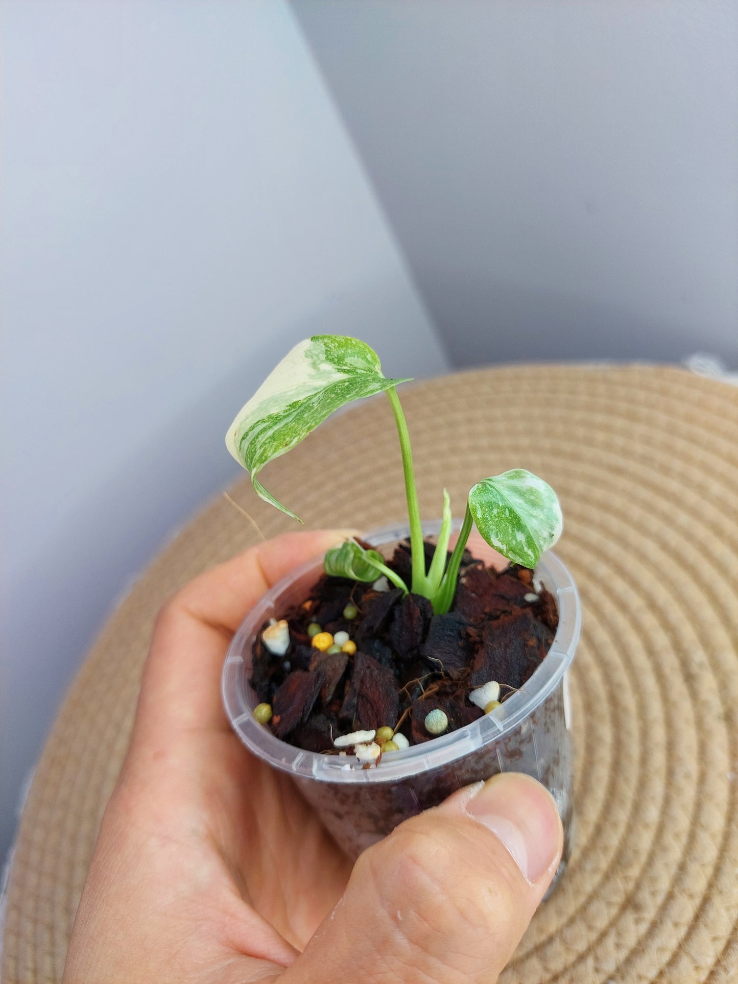 Monstera Cream Cheese #1