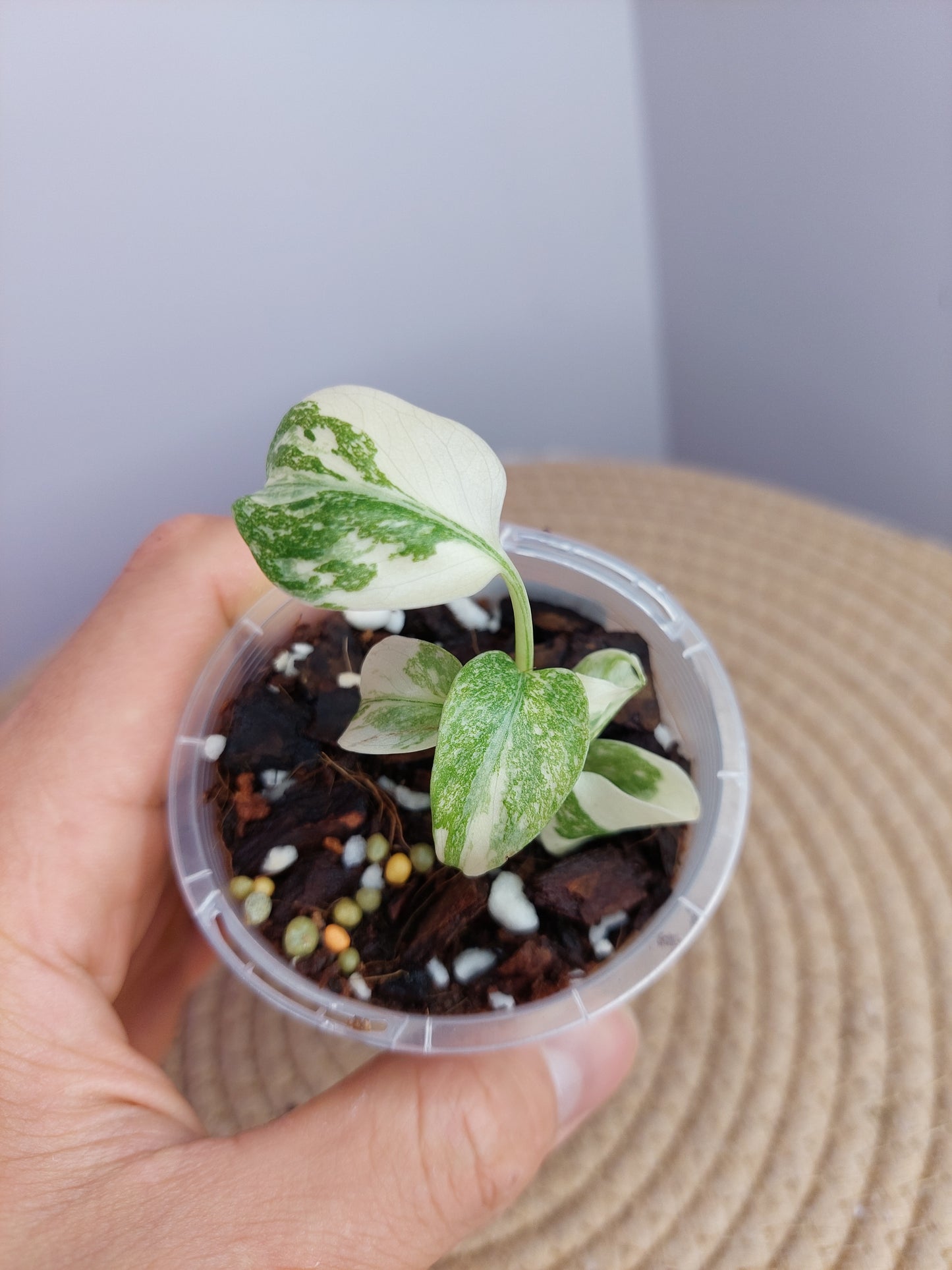 Monstera Cream Cheese #2