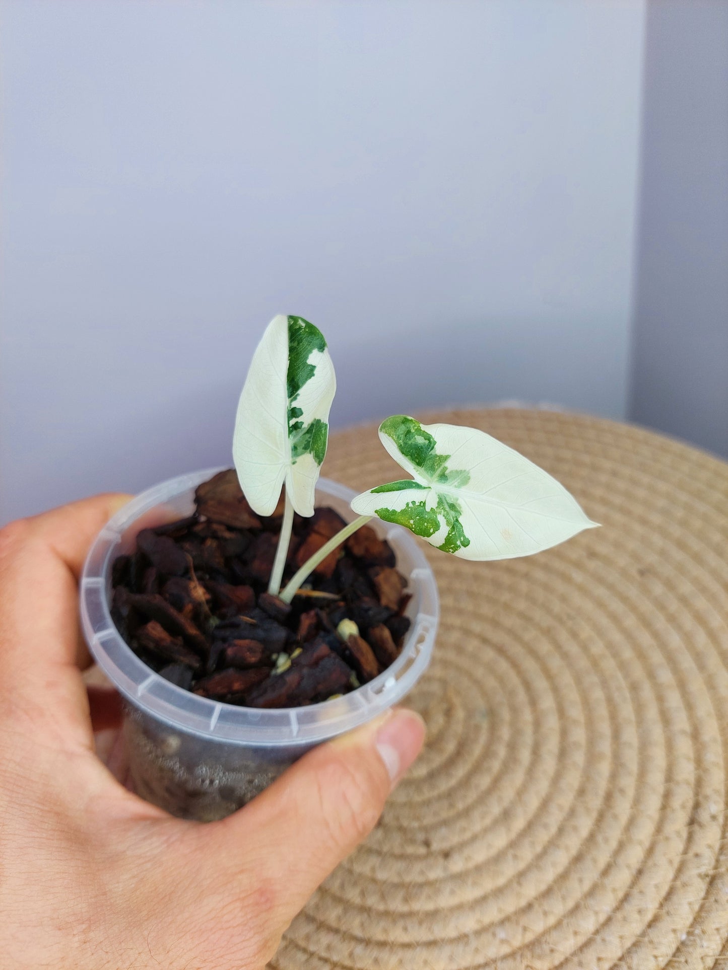 Alocasia Macrorrhiza Variegated #1