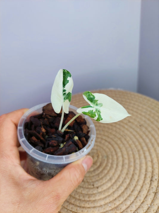 Alocasia Macrorrhiza Variegated #1