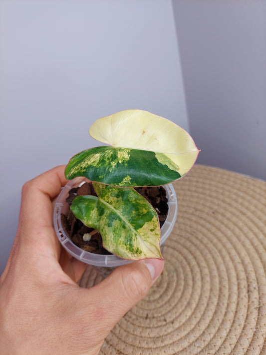 Philodendron Burle Marx variegated #1