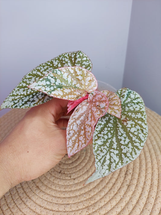 Begonia Snow Capped Variegated #1