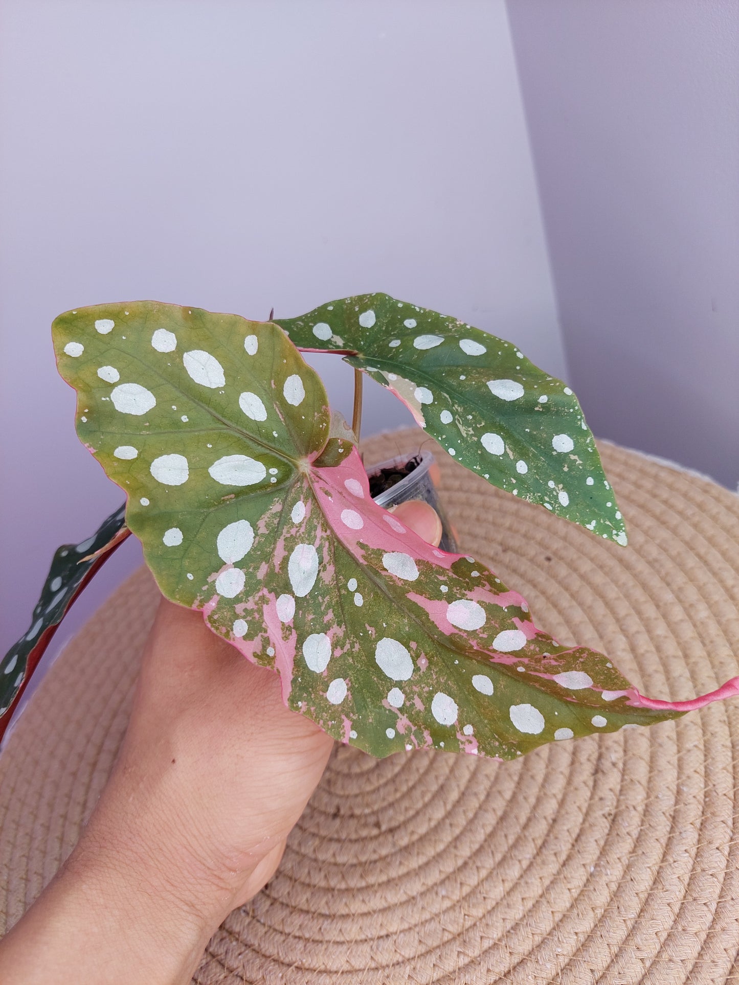 Begonia Maculata Pink Variegated #1