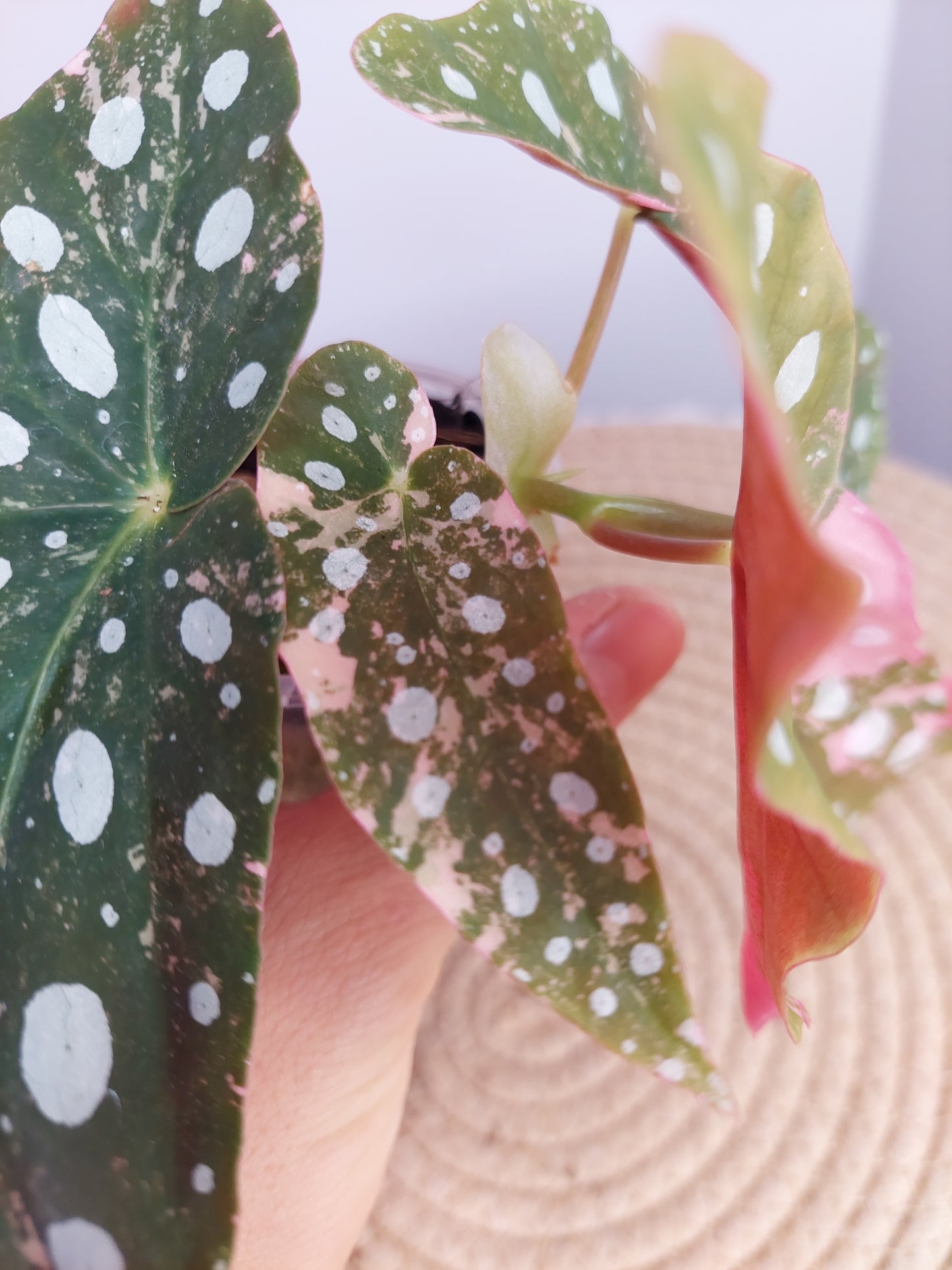 Begonia Maculata Pink Variegated #1