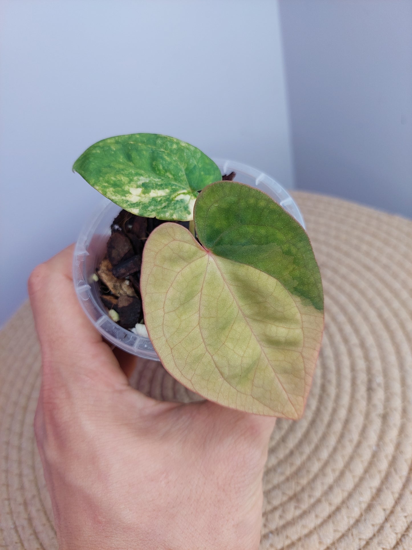 Anthurium Green Velvet var X Dress #1