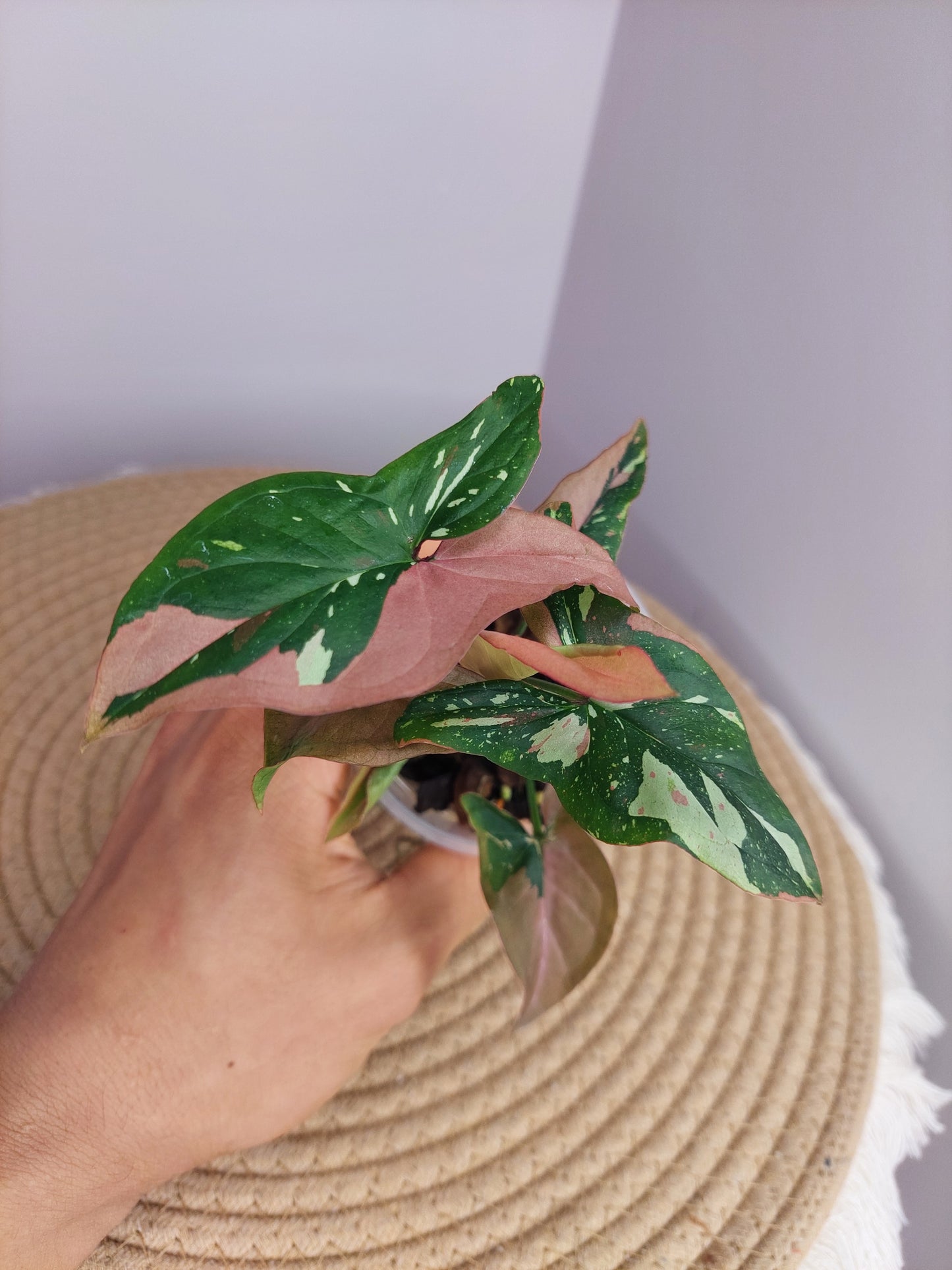 Syngonium Red Spot Tricolour #A