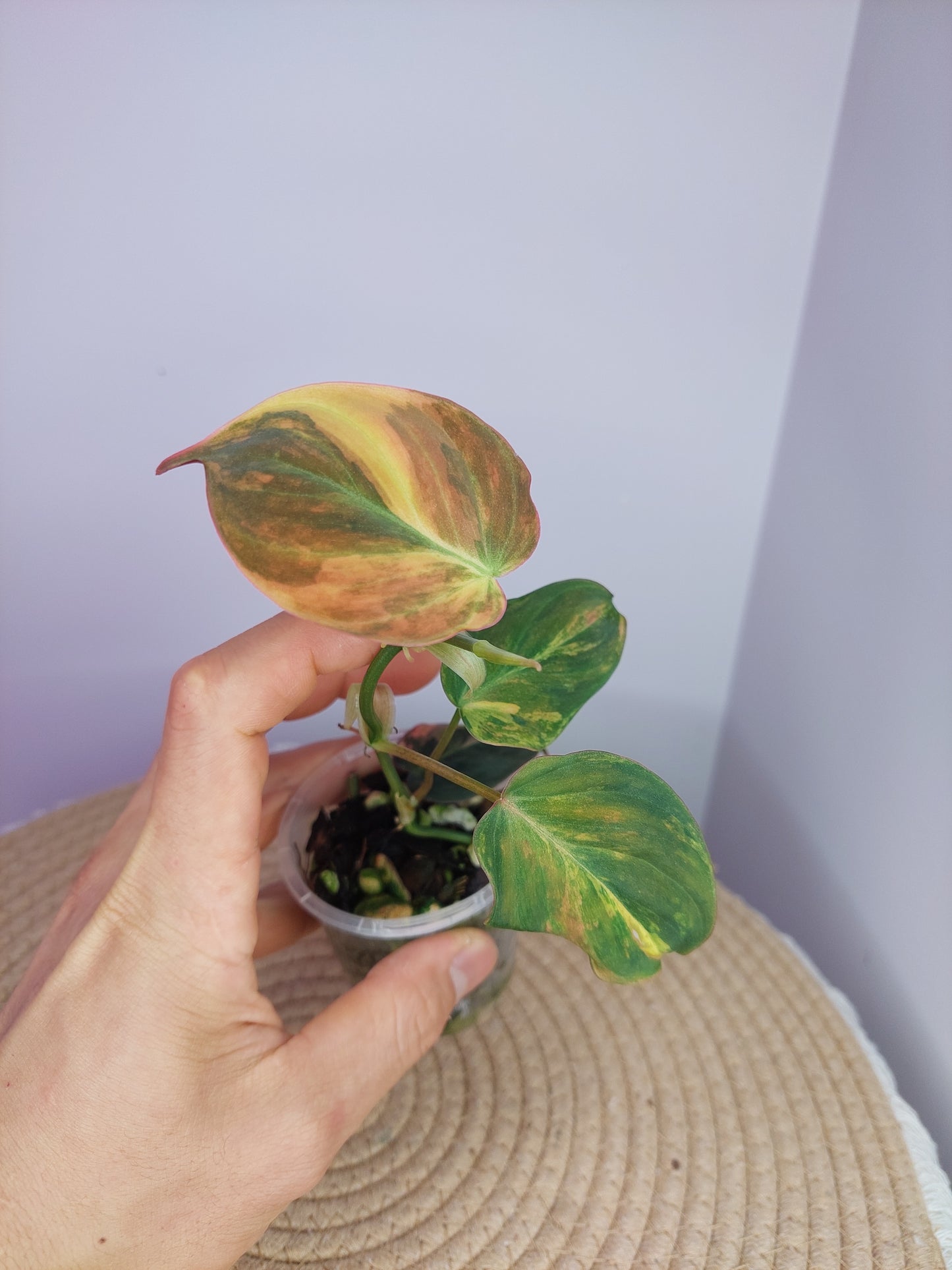 Philodendron Mican Variegated #A