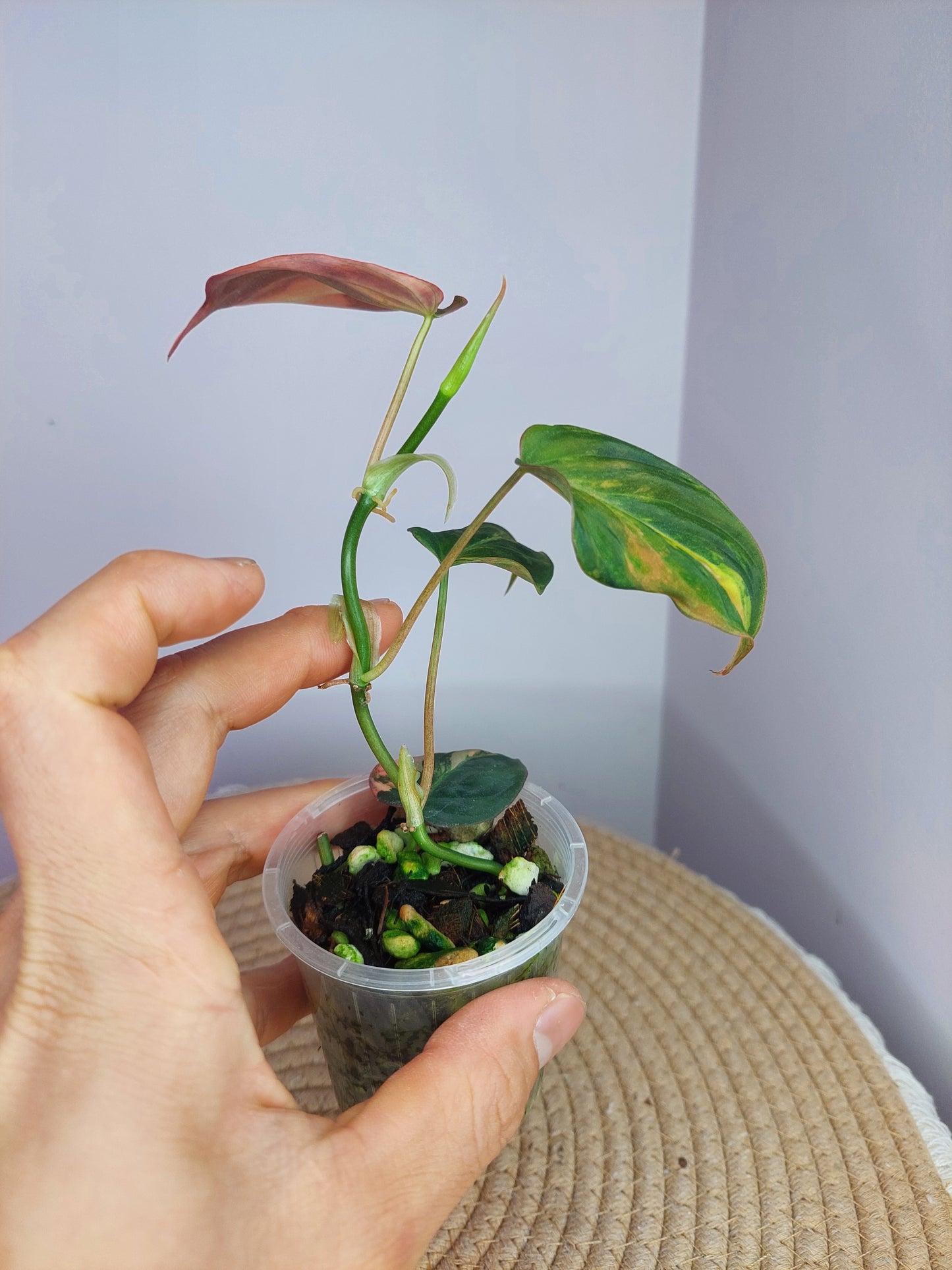 Philodendron Mican Variegated #A