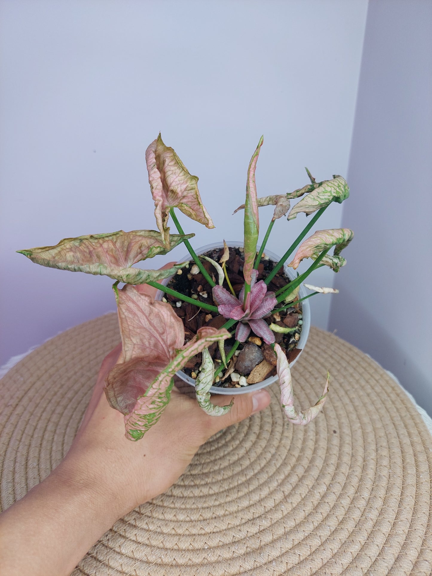 Syngonium Pink Rolli #A