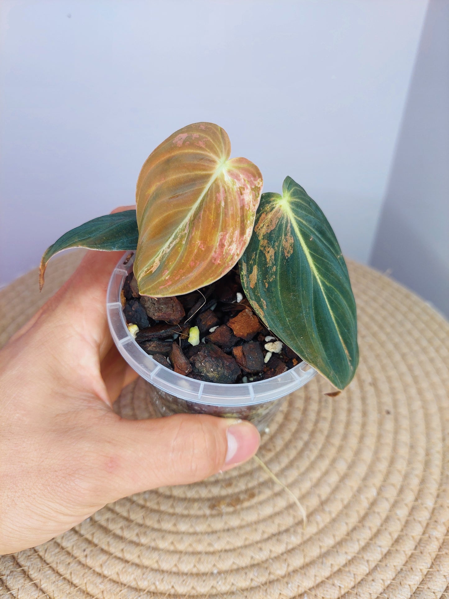 Philodendron Melanochrysum Variegated #A