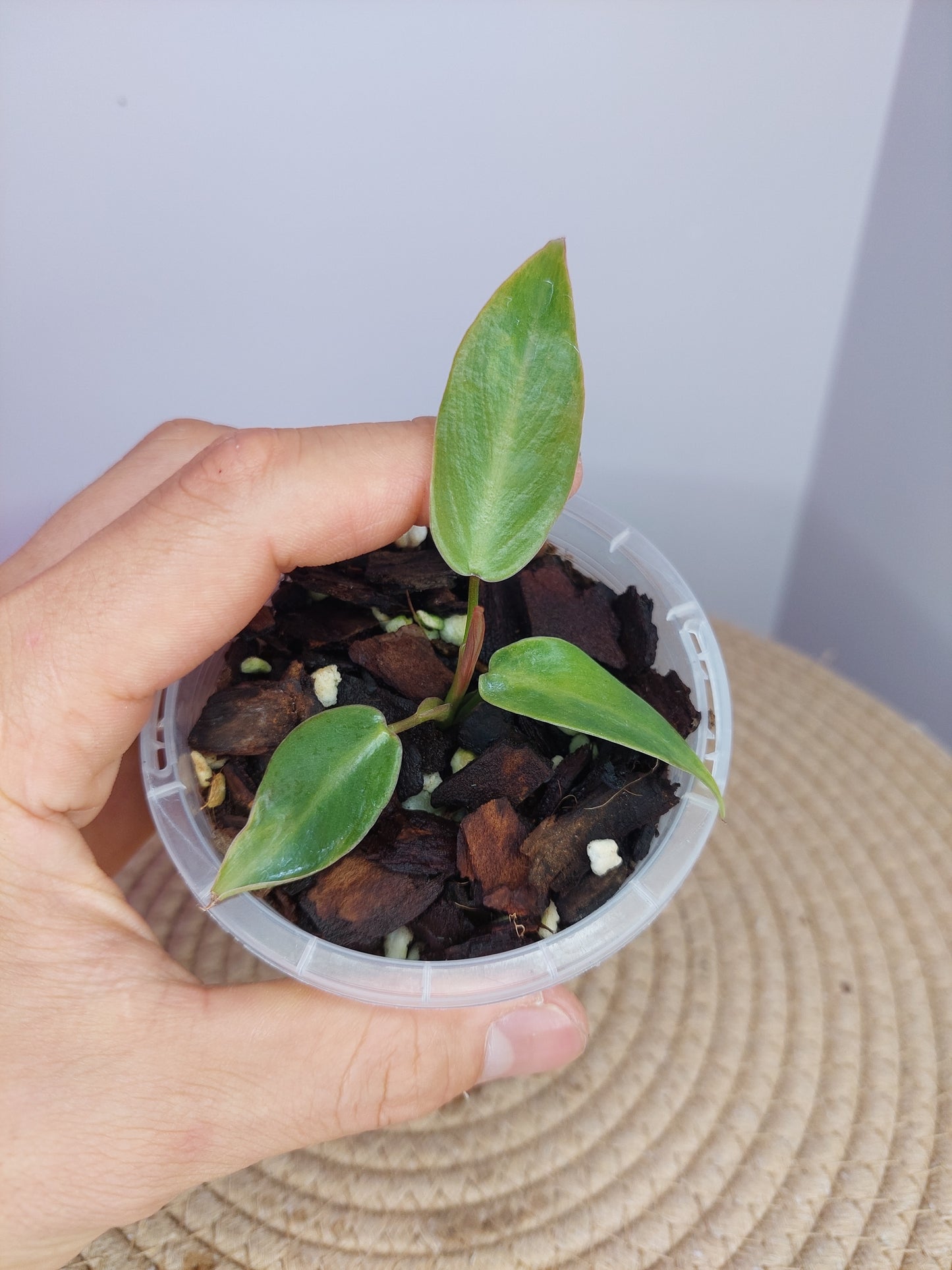 Philodendron Spiritus Sancti #A
