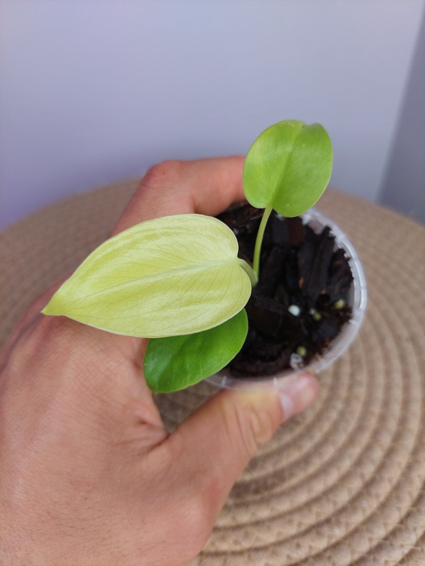 Monstera Lemon Lime #A