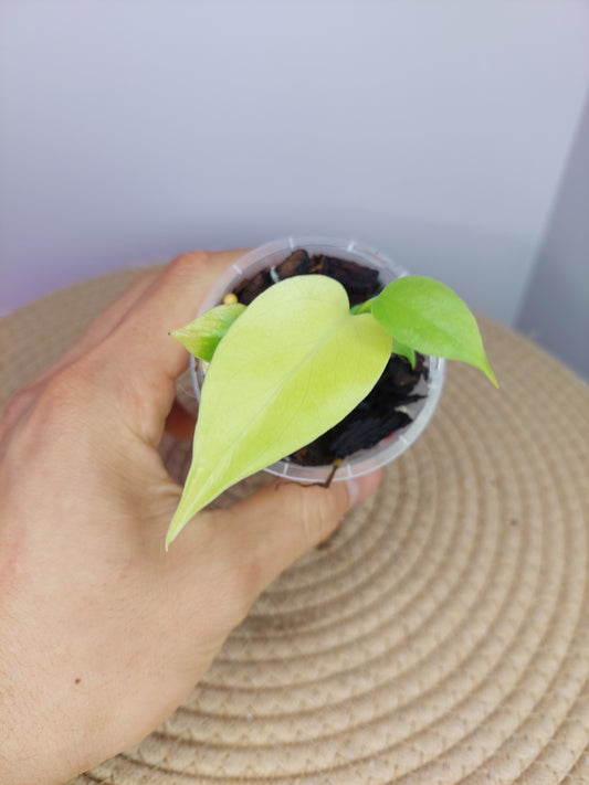Monstera Lemon Lime #B