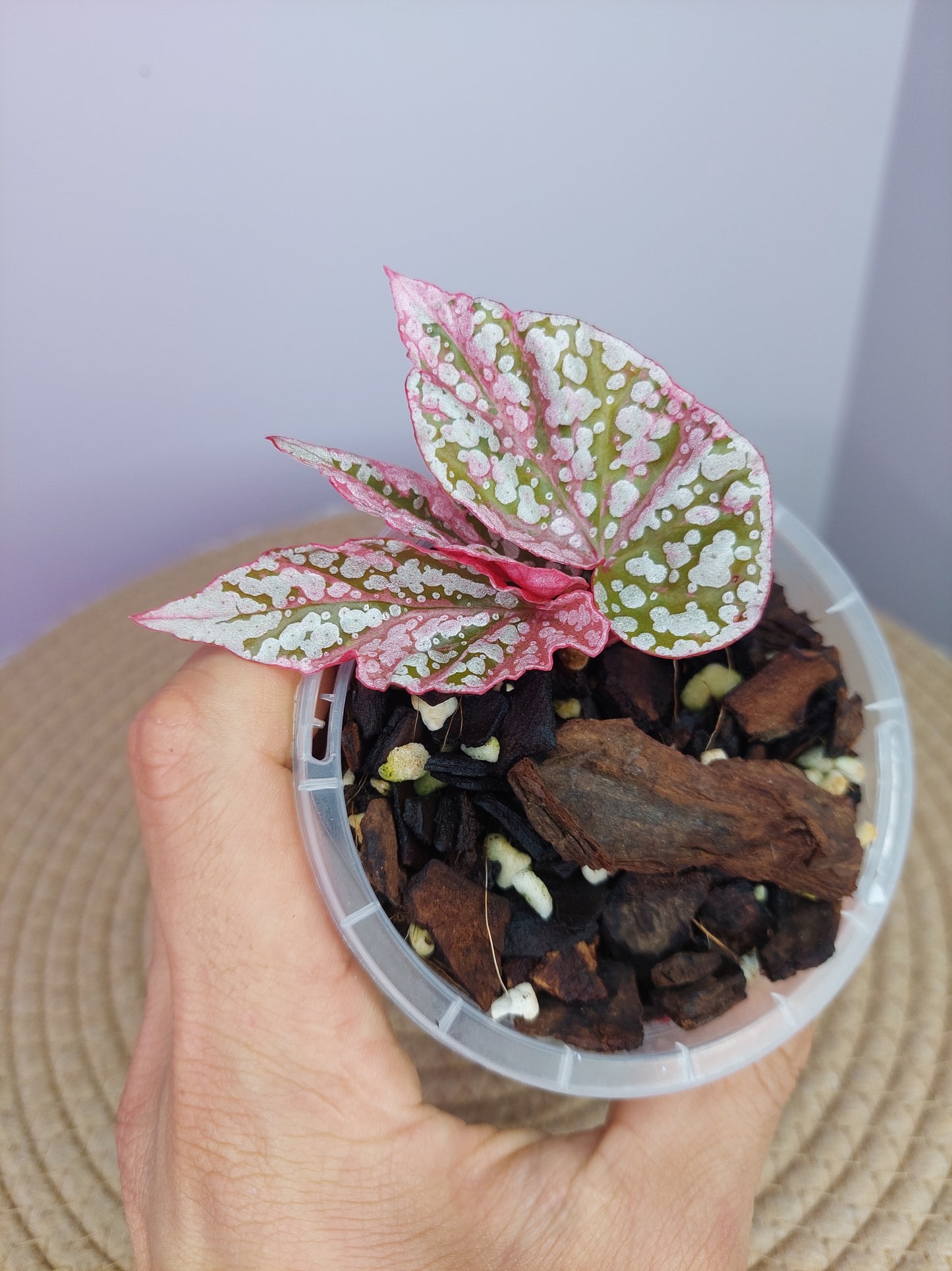 Begonia Snow Capped Variegated #A