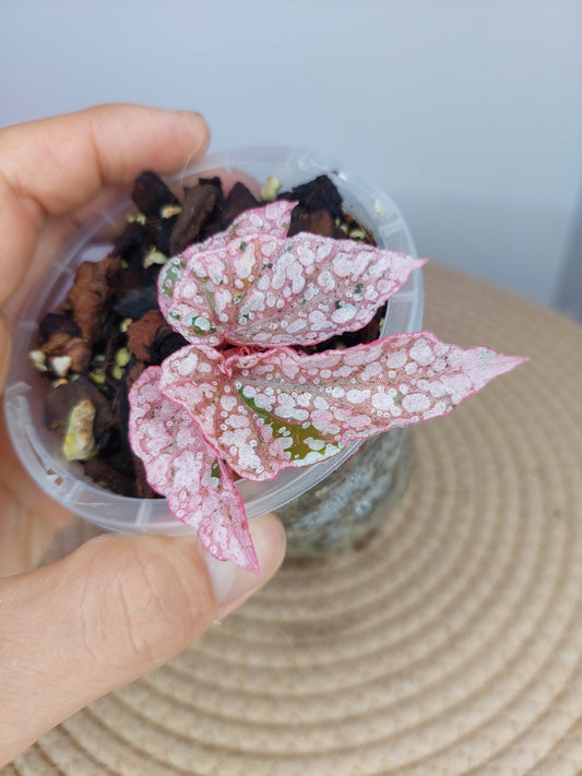 Begonia Snow Capped Variegated #B
