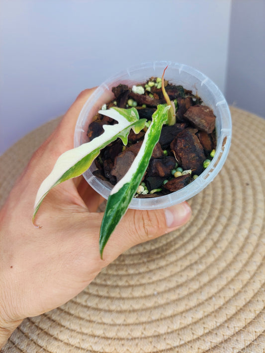 Philodendron Florida Beauty × Tortum Variegated #A