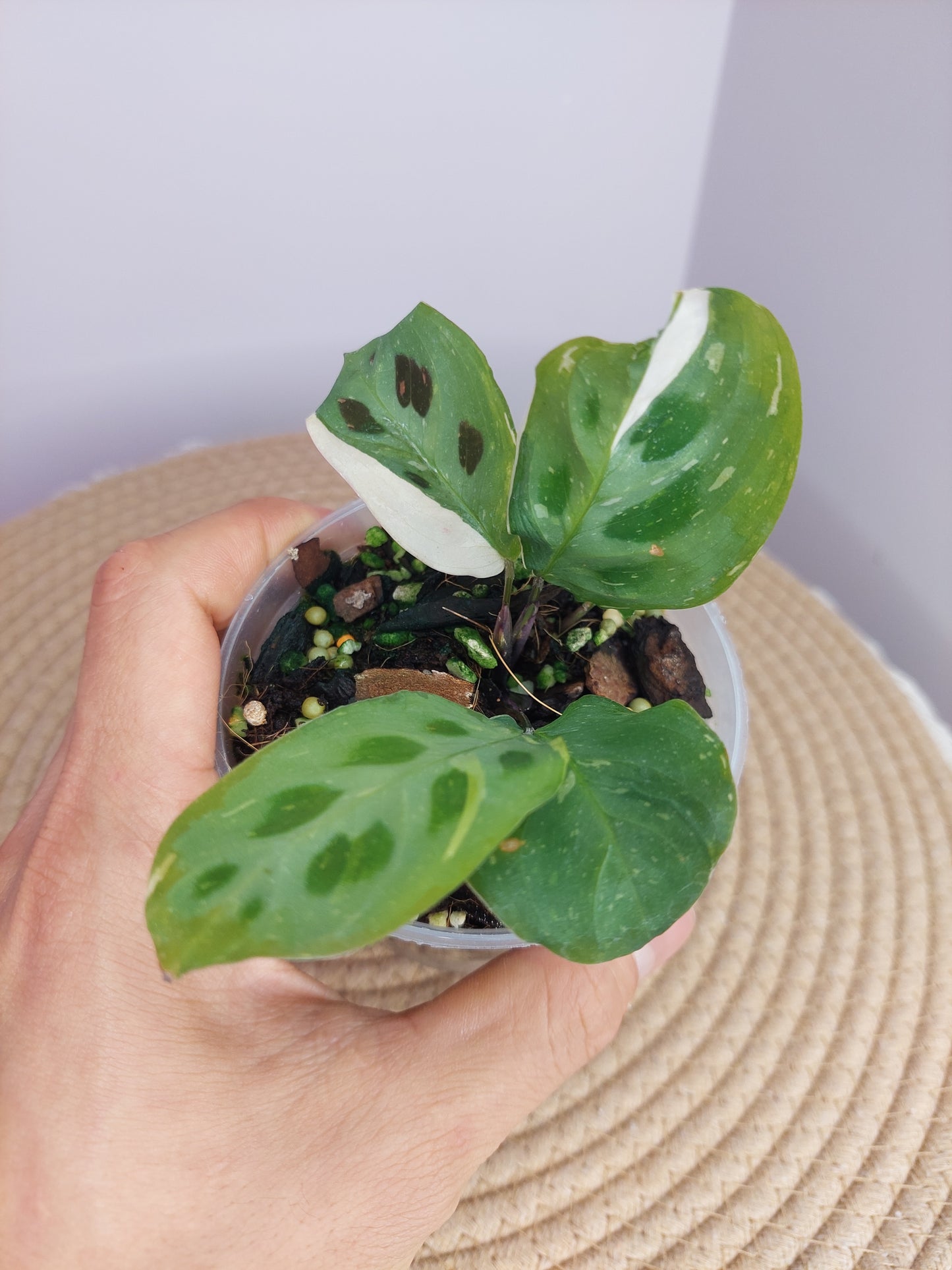 Maranta Variegated (Prayer Plant) 1