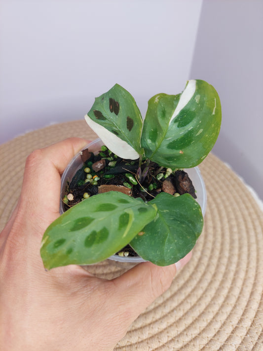 Maranta Variegated (Prayer Plant) 1