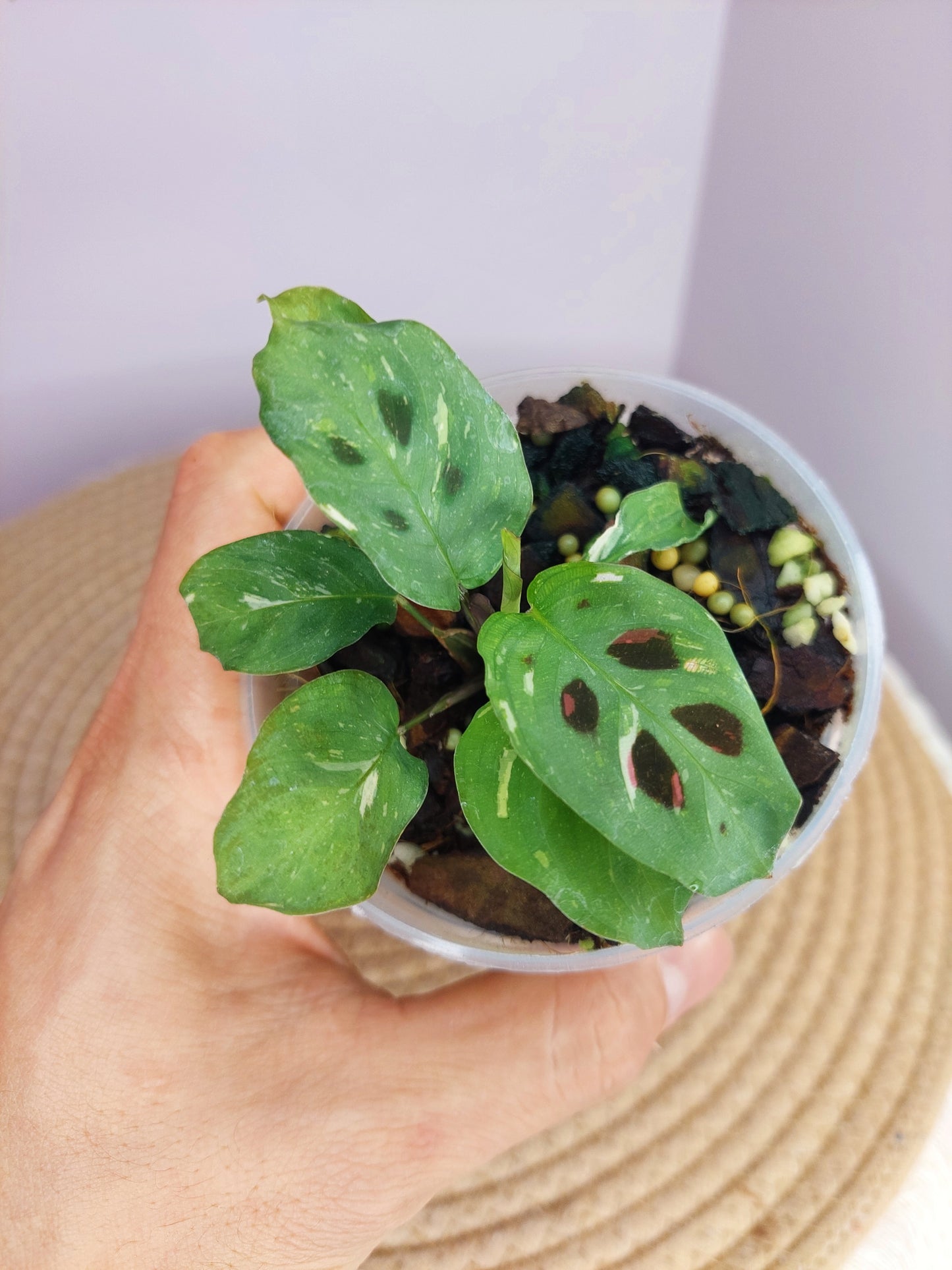 Maranta Variegated (Prayer Plant) 2