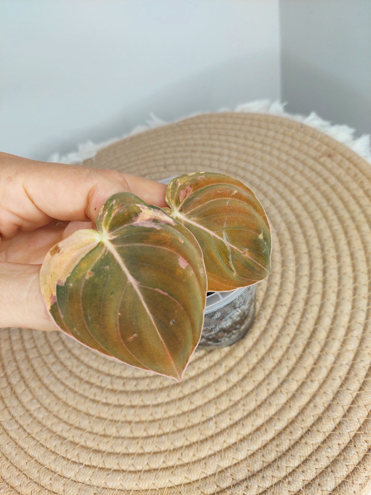 Philodendron Melanochrysum Variegated (1)