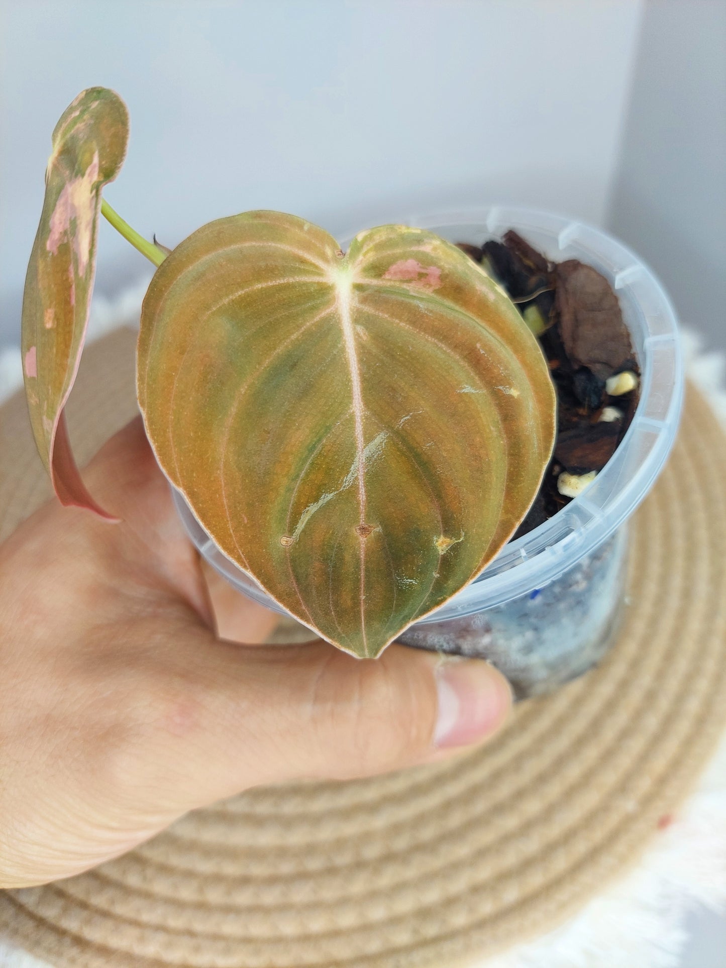 Philodendron Melanochrysum Variegated (1)